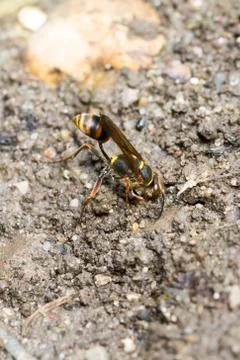Closeup of a wasp collecting mud for nesting (prob. Sceliphron curvatum) Stock Photos
