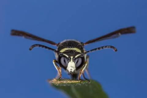 Closeup of a Wasp perched on a leaf Stock Photos