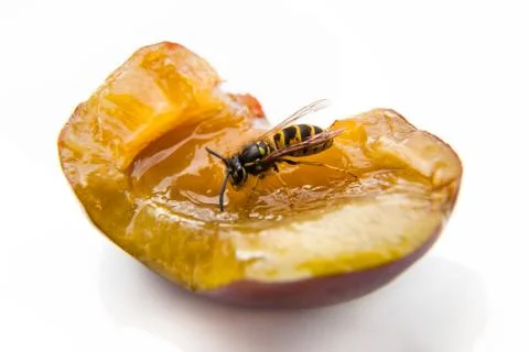 Closeup wasp on a plum Stock Photos