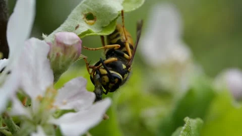 Closeup of wasp sitting in apple tree Stock Footage 136232619