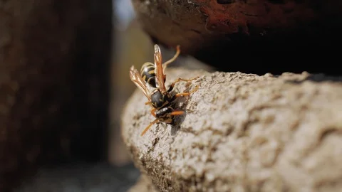 Closeup of a wasp on a stone. 4k video Stock Footage 106356591