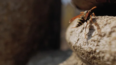 Closeup of a wasp on a stone. wasp resting on the stone straightening its body Stock Footage 106356699