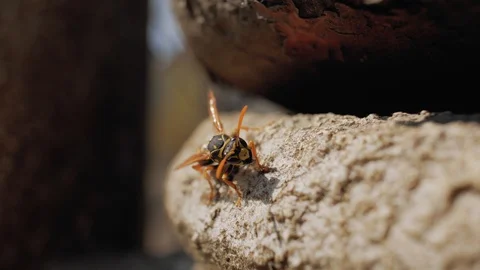 Closeup of a wasp on a stone.wasp resting on the stone. 4k video Stock Footage 106356720