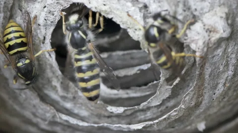Closeup of a wasps nest Stock Footage 166379147