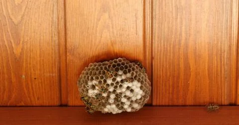 Closeup of wasps working on wasp hive and spider coming to hive for attacking Stock Photos