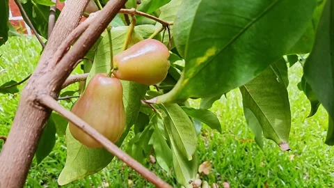 Closeup of water apple pear-shaped tropical fruit with waxy skin in garden Stock Footage 325764997