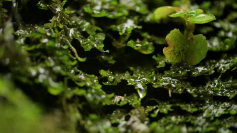 Closeup of water droplets falling on a moss Stock Footage 296695071