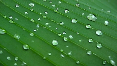 Closeup Of Water Drops On Green Leaf [Slow Motion] Stock Footage 89605801