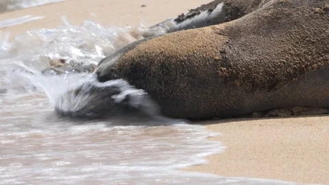 Closeup of water hitting Monk seal in face on beach while trying to sleep Stock Footage 342191993