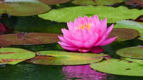 Closeup of waterlily Stock Footage 155121516