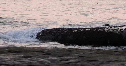 Closeup of wave setup on rocky beach during sunset Stock Footage 158098009