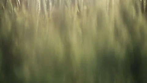 Closeup of Waving Wheat Stockbeeldmateriaal 91794172