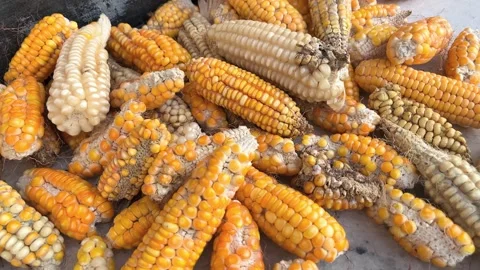 Closeup of Weak Maize Cob with Few Kernels Stock-Footage 317758295