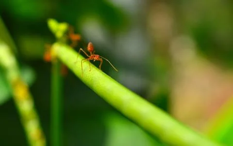 Closeup of weaver ants working on a small branch. Weaver ants or green ants g Stock Photos
