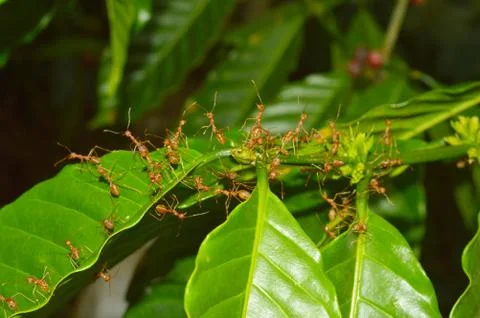 Closeup of weaver ants working on a small branch. Weaver ants or green ants g Stock Photos