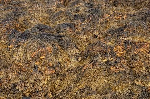 Closeup of wet brown algae Stock Photos