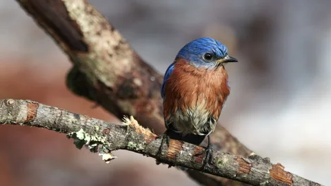 Closeup of a wet Eastern Bluebird in the rain 動画素材 297636754
