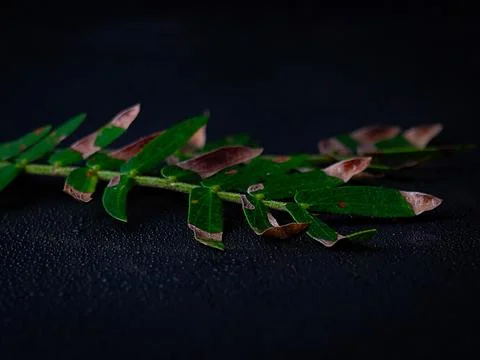 Closeup a wet green leaf with reflection on a black background Stock Photos