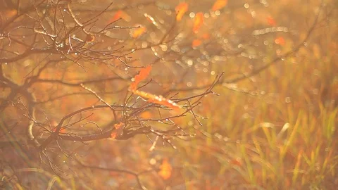 Closeup wet oak tree with dry leaves in a water drop Stock Footage 118705724