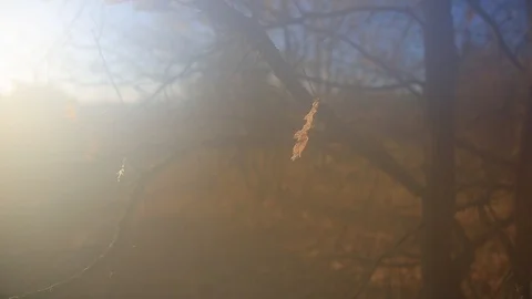 Closeup wet oak tree with dry leaves in a water drop Stock Footage 118705828