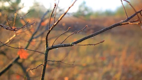 Closeup wet oak tree in a light of early morning sun Stock Footage 118704744