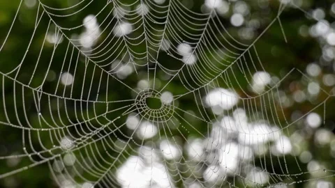 A closeup of a wet spider net Stock Footage 149118808