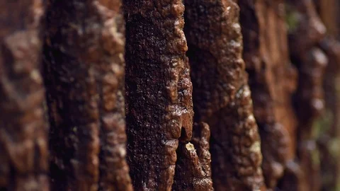 Closeup of Wet Tree Bark (Shallow Focus) Stock Footage 98416447