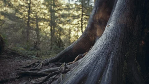 Closeup of wet Tree Bark texture and roots in Cathedral Grove park on Stock Footage 97244691