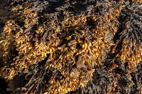 Closeup of wet yellow algae Stock Photos
