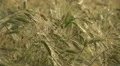 Closeup wheat cereals green plant bio field ripe harvest organic culture food HD Footage