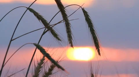 Closeup of wheat ears on breeze, red sunset sky Stock Footage 8524932