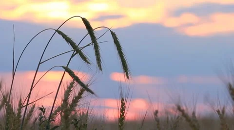 Closeup of wheat ears on breeze, red sunset sky Stock Footage 8554502