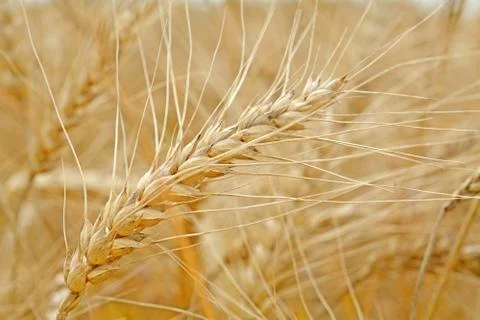 Closeup of wheat ears in summer time Stock Photos