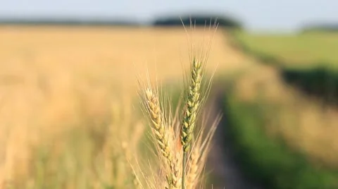 Closeup of wheat ears on wind Stock Footage 7754145
