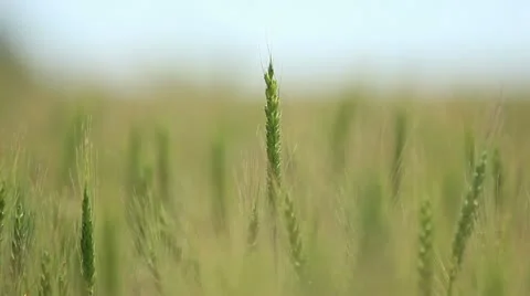 Closeup of wheat ears on wind - Shallow focus Stock Footage 22113415