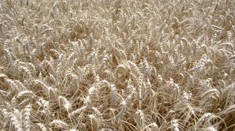 Closeup of a wheat field blowing in the wind, generic HD farming Vídeos de archivo 47576948