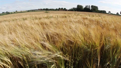 Closeup wheat field blown by the wind Stock Footage 89716231