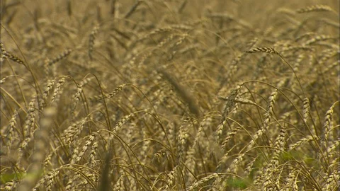 Closeup wheat field in the breeze Stock Footage 88019095