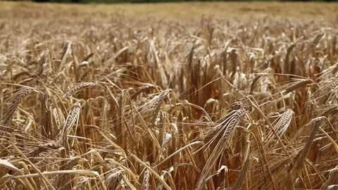 Closeup of wheat field Stock Footage 91639582