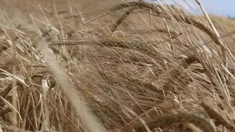 Closeup of wheat field Stock Footage 91639588