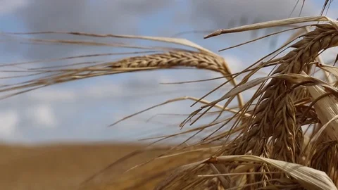 Closeup of wheat field Stock Footage 91639595