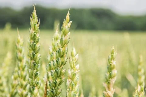 Closeup of wheat field Stock Photos