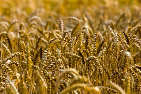 Closeup of a wheat-field Stock Photos