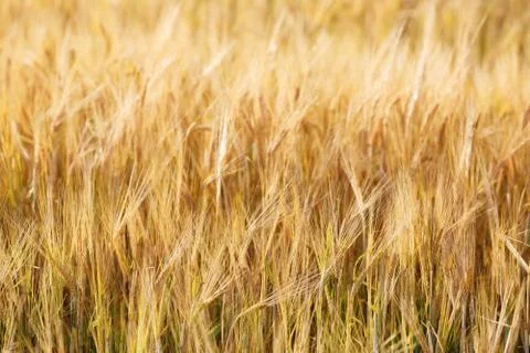 Closeup of wheat field Stock Photos