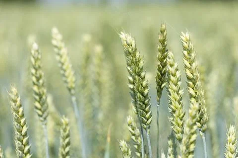 Closeup of Wheat Field Stock Photos