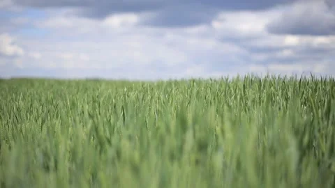 Closeup wheat field under a cloudy sky Stock Footage 131702849