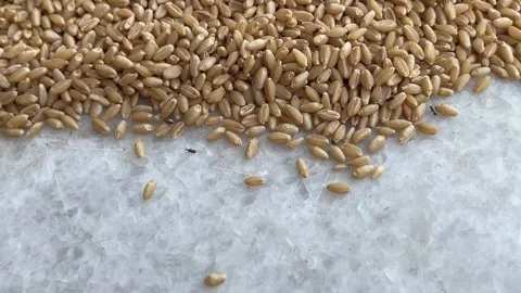 Closeup of Wheat Grains Infested with Weevils Stock Footage 316901717