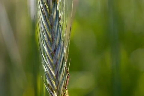 Closeup of wheat Stock Photos