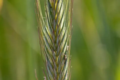 Closeup of wheat Stock Photos