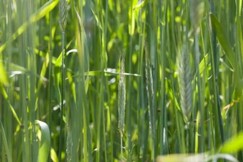 Closeup of wheat Stock Photos